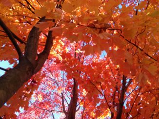 Nature's Coffee house Orange Tree Autumn