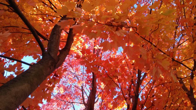 Nature's Coffee house Orange Tree Autumn