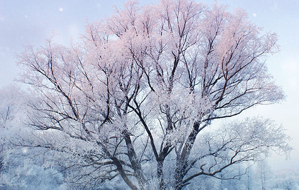 Snowfall on magical tree