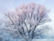 Snowfall on magical tree
